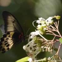 Papilio polymnestor Cramer, 1775